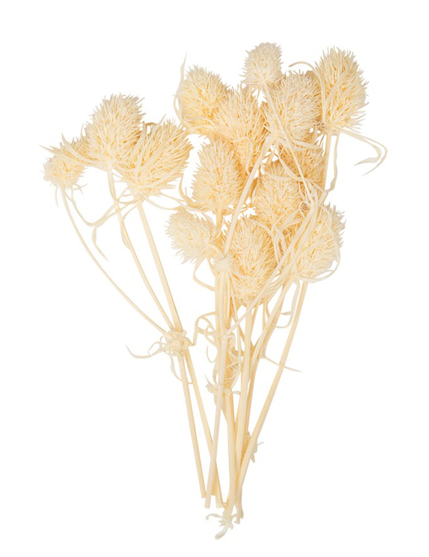 10 малки сушени естествени магарешки бодил 8 cm