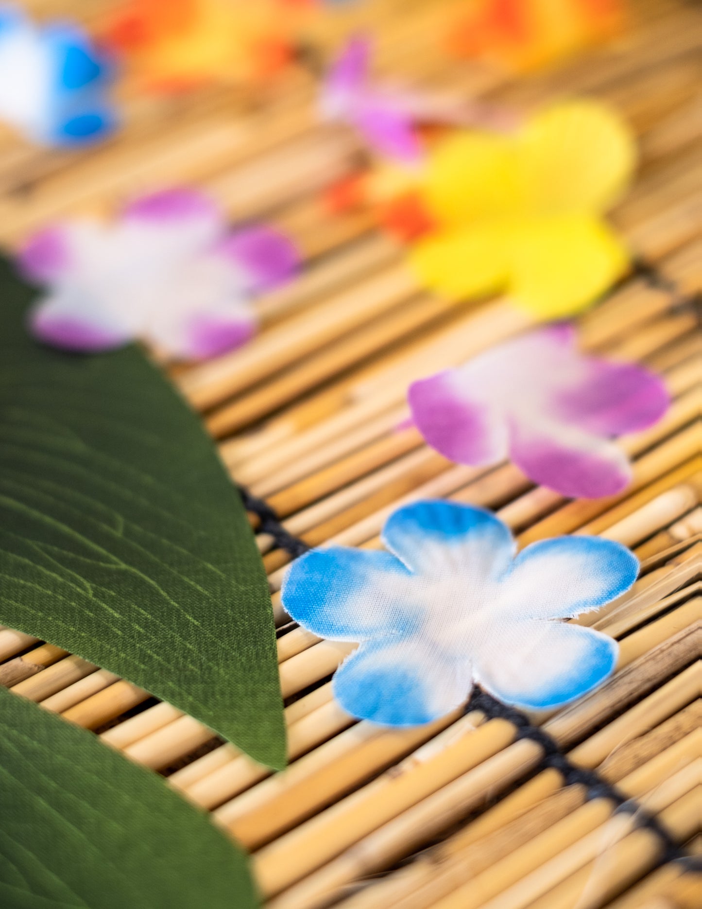 Gros plan sur les pétales colorés des fleurs décoratives Hawaï