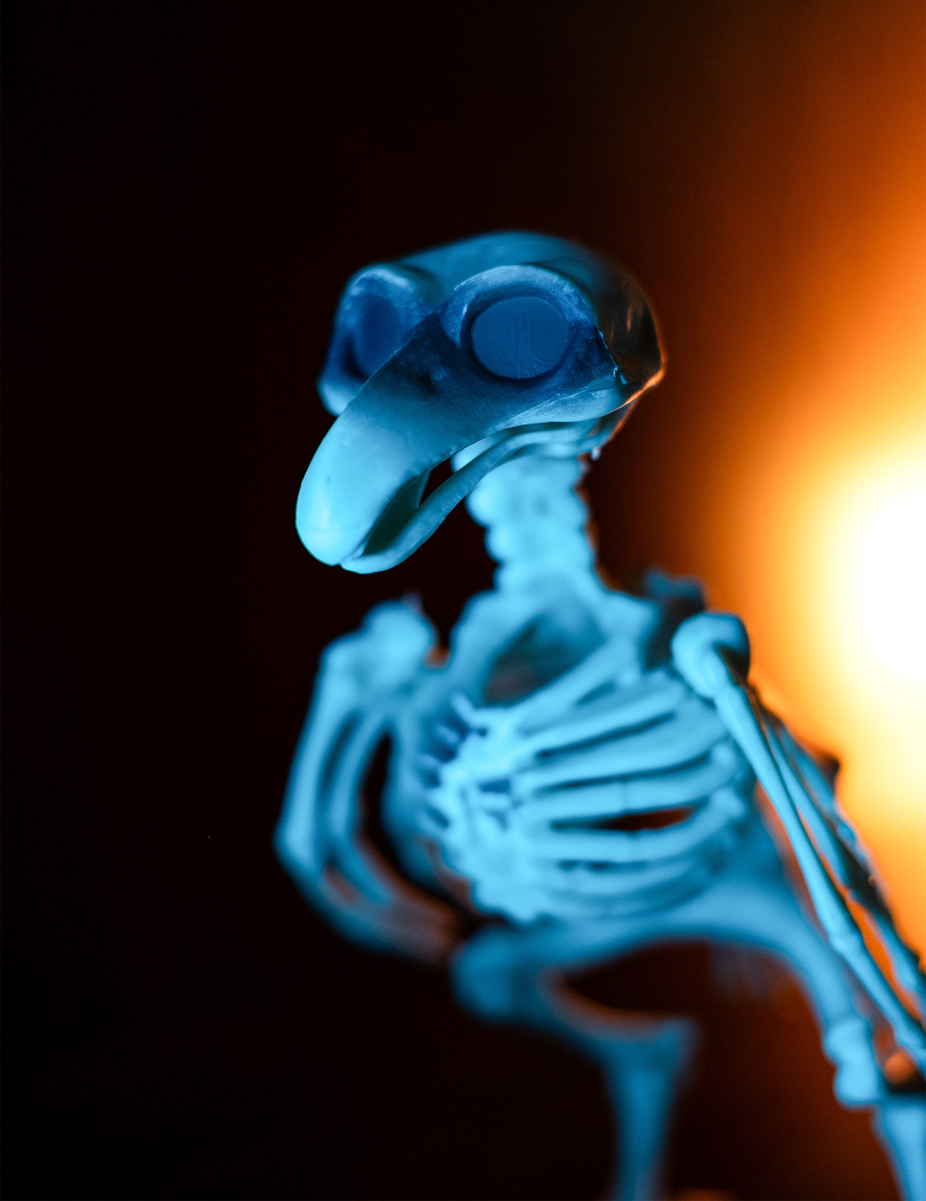 Gros plan sur le crâne de la décoration squelette de corbeau pour Halloween