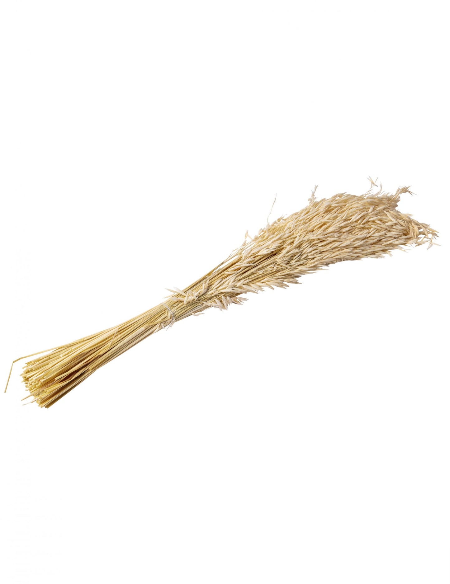 Epi d'avoine séché ambiance champêtre pour décoration naturel