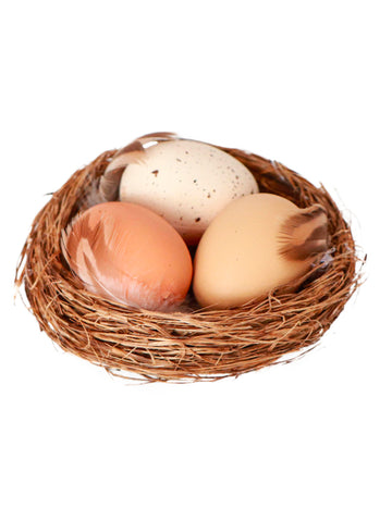 Естествено гнездо с 3 яйца 12x4 cm